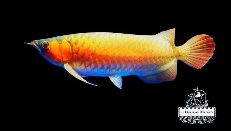 給我一些預(yù)防龍魚蒙眼的圖片（如何預(yù)防龍魚蒙眼） 給我一些預(yù)防龍魚蒙眼的圖片（如何預(yù)防龍魚蒙眼） 龍魚百科 第13張