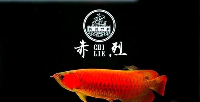 給我一些預(yù)防龍魚蒙眼的圖片（如何預(yù)防龍魚蒙眼） 給我一些預(yù)防龍魚蒙眼的圖片（如何預(yù)防龍魚蒙眼） 龍魚百科 第22張