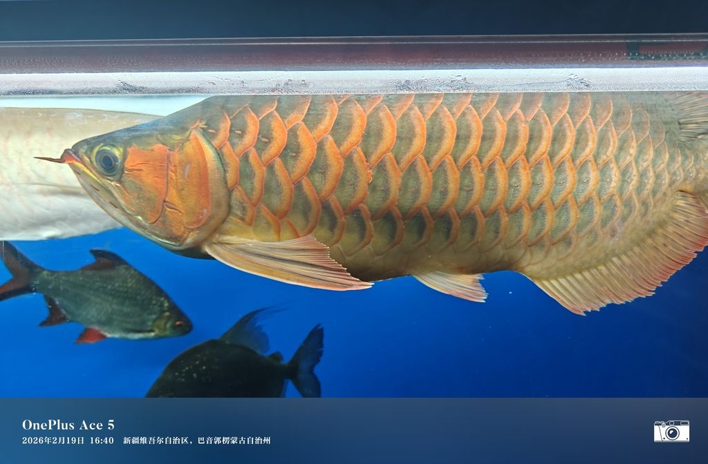 有幾個鱗片邊緣缺角了怎么辦？（_人見人愛評論：邊緣缺角的處理方法取決于其原因）