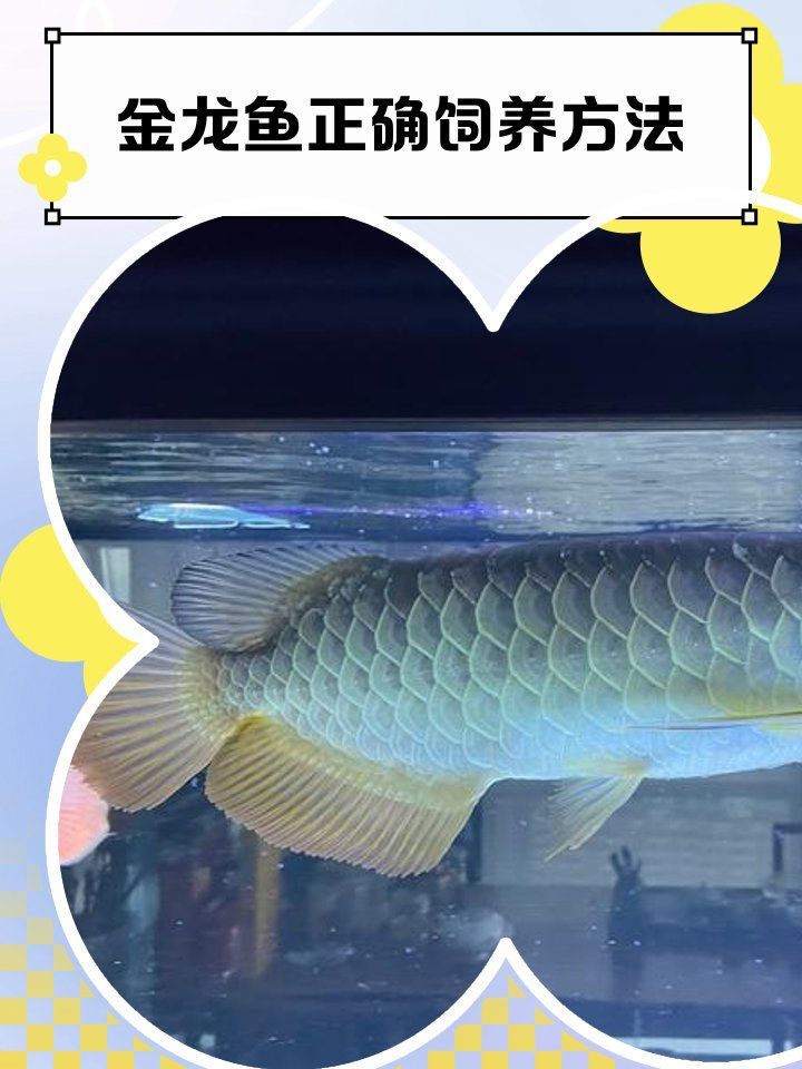 過背金龍魚的養(yǎng)殖技術(shù)要點（過背金龍魚養(yǎng)殖秘籍）