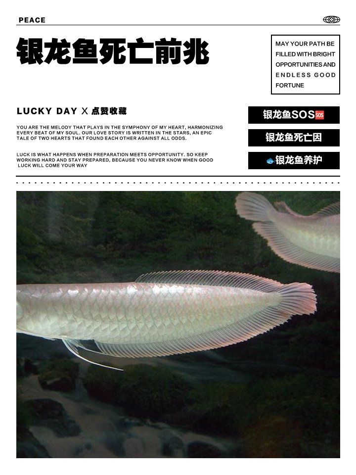 家養(yǎng)龍魚死了有哪些征兆（家養(yǎng)龍魚死亡前兆）