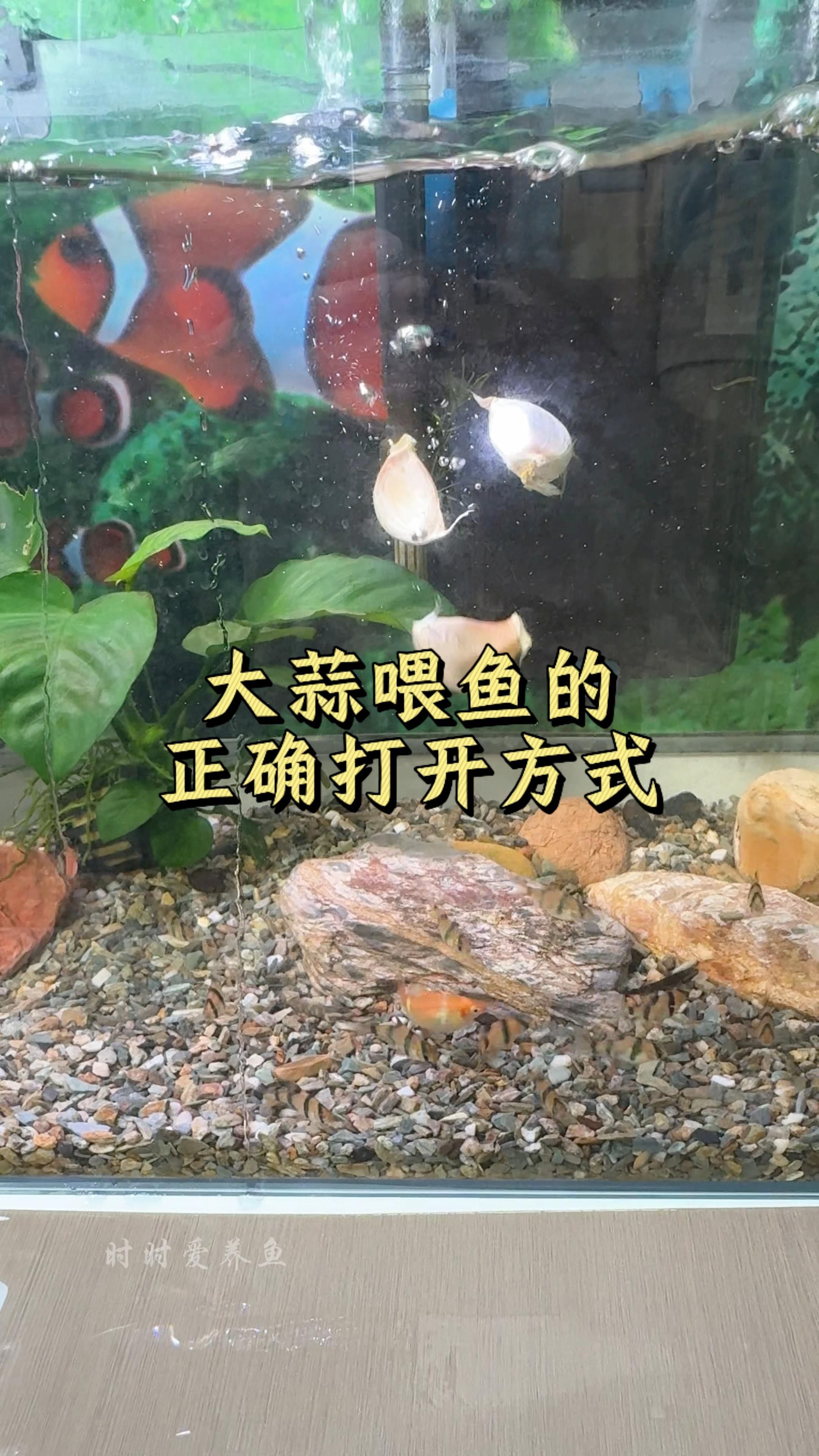 有哪些中藥可以治療龍魚炸鱗和潰爛（觀賞魚（龍魚炸鱗和潰爛、鱗片發黑,觀賞魚合益生菌重建微生態））