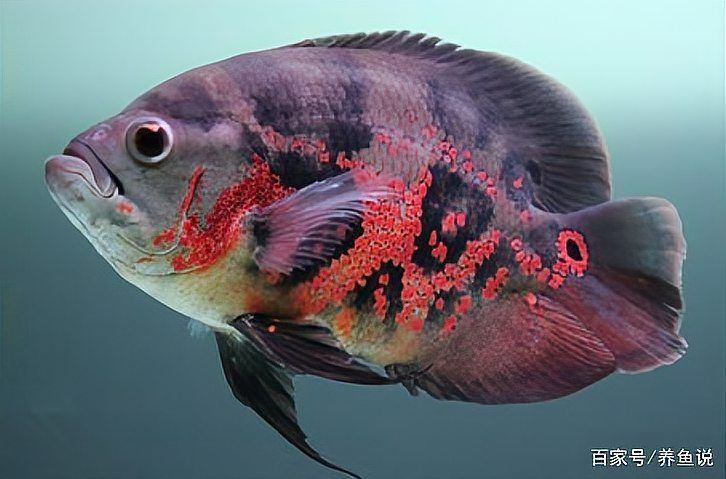 有哪些中藥可以治療龍魚炸鱗和潰爛（觀賞魚（龍魚炸鱗和潰爛、鱗片發黑,觀賞魚合益生菌重建微生態））
