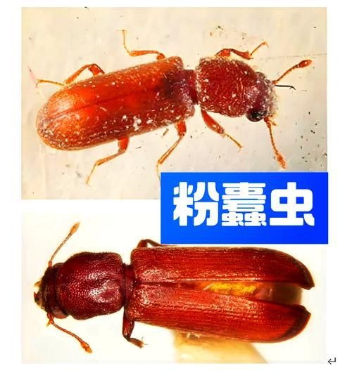 如何預防蠹蟲的出現（arxiv論文助手arxiv論文助手arxiv論文助手）