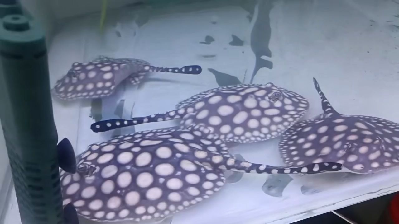 早安（早安，在一天的開始）