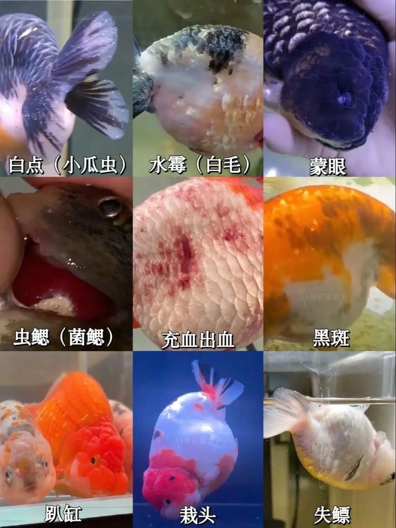 再給我一些魚(yú)的常見(jiàn)病圖片（觀賞魚(yú)常見(jiàn)病的診斷癥狀）