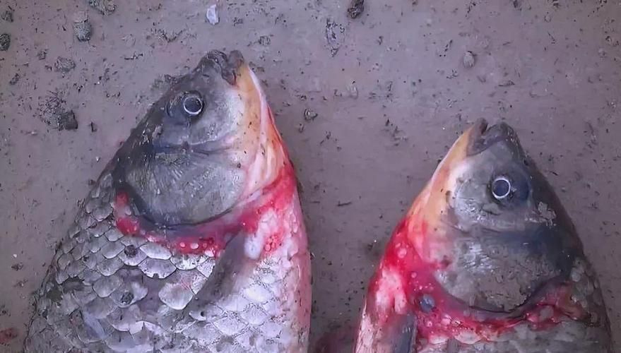再給我一些魚(yú)的常見(jiàn)病圖片（觀賞魚(yú)常見(jiàn)病的診斷癥狀）
