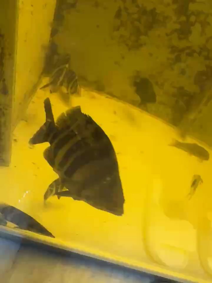 蘇虎26公分左右（蘇虎是一只體型中等的貓，它擁有著柔軟的毛發和靈活的身體）