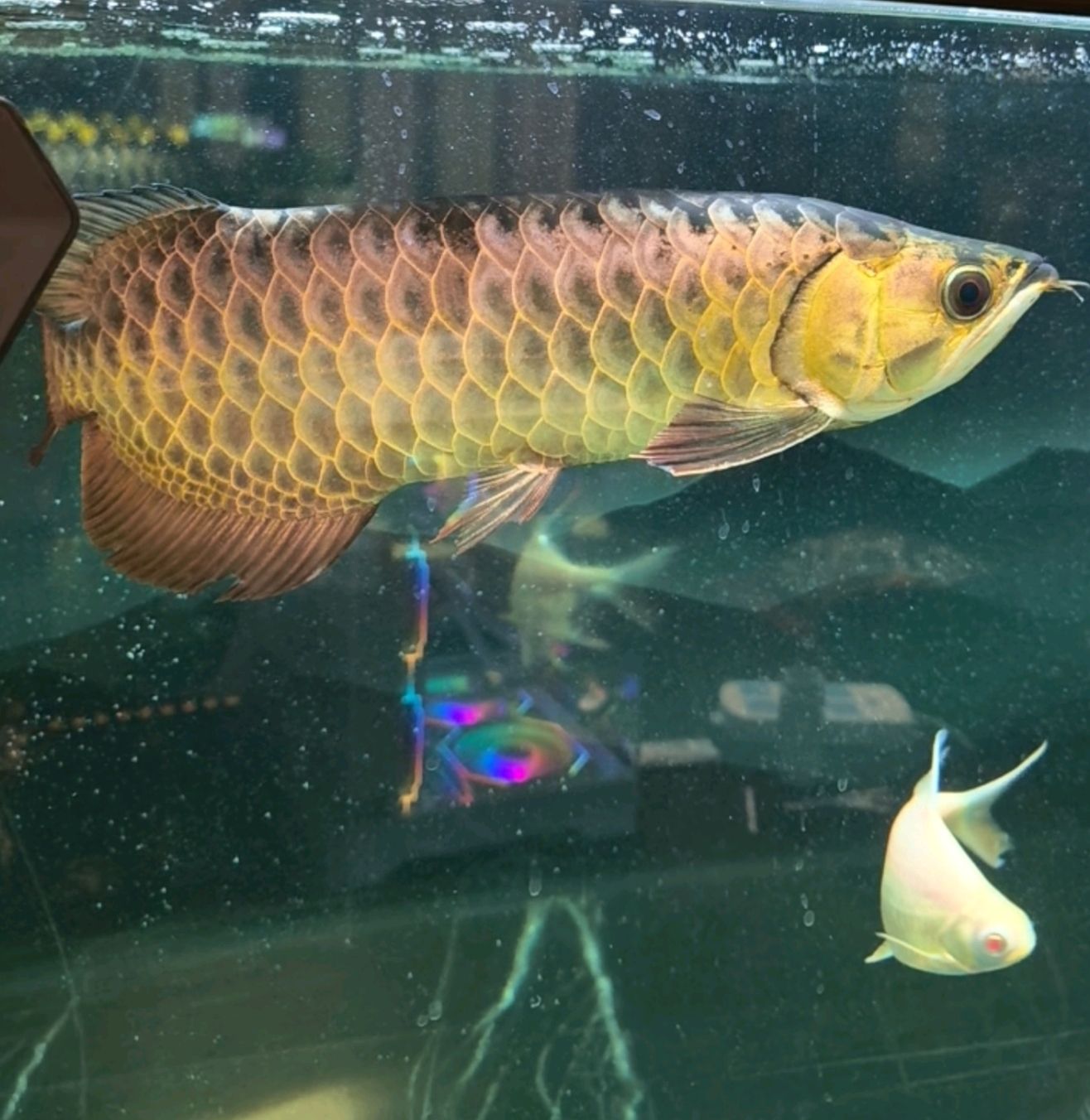 亞硝酸鹽 硝酸鹽超標，氨含量為0隔一天換一次水一次換四分之一連續換水三次了換水每次都加少量硝化細菌，換水三次了還是沒變化咋回事水質清純無味（_養魚咨詢：亞硝酸鹽和硝酸鹽超標，氨含量為0）