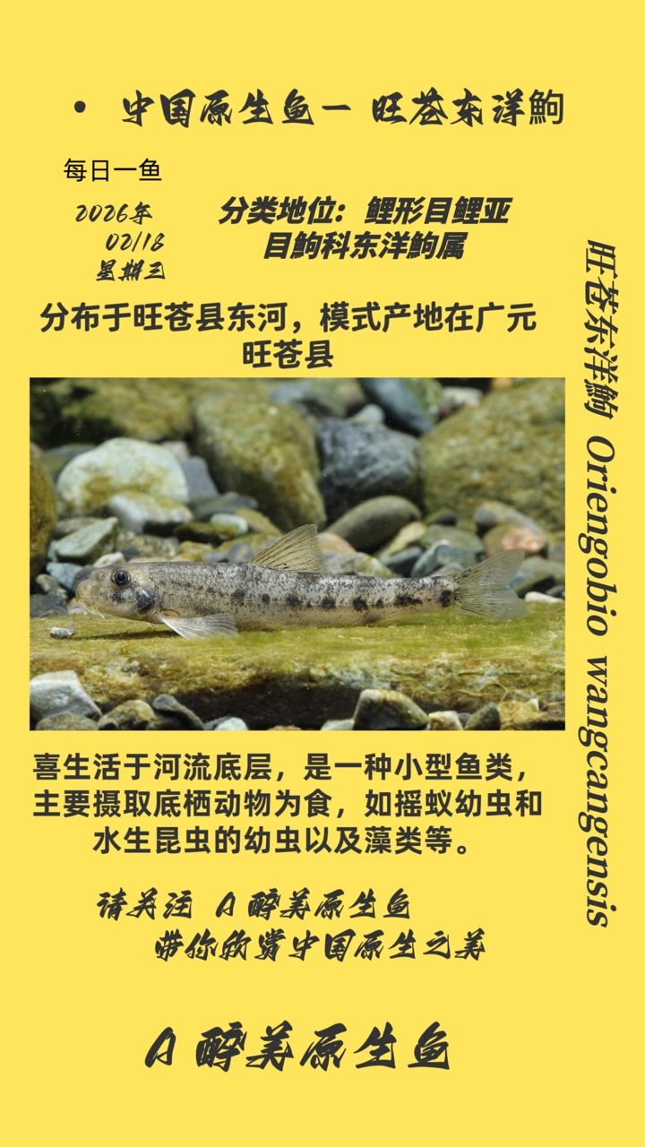 旺蒼東洋鮈（中國四川旺蒼縣發(fā)現(xiàn)的淡水魚類屬于鯉科鲴屬于鯉科鲴屬）