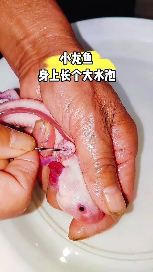 如何預防恐龍魚腹水的發生（恐龍魚的腹水預防）