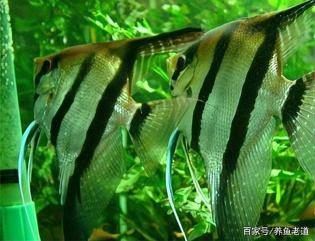 如何保護魚卵不被其他魚類啄食（arxiv論文助手arxiv論文助手mcp工具arxiv論文助手）