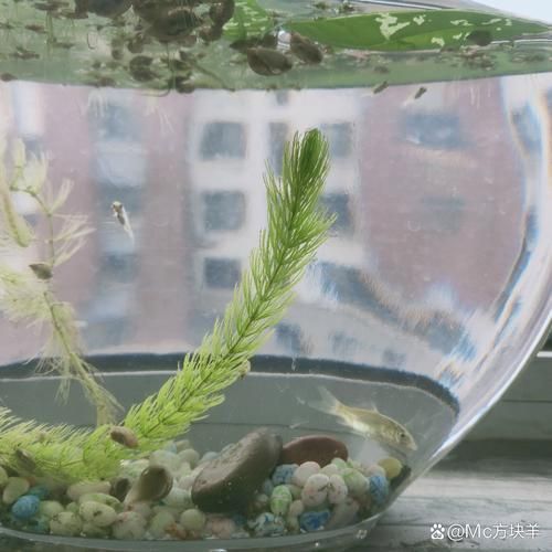 如何保護魚卵不被其他魚類啄食（arxiv論文助手arxiv論文助手mcp工具arxiv論文助手）