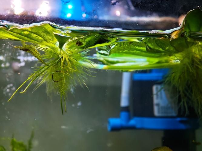 如何保護魚卵不被其他魚類啄食（arxiv論文助手arxiv論文助手mcp工具arxiv論文助手）