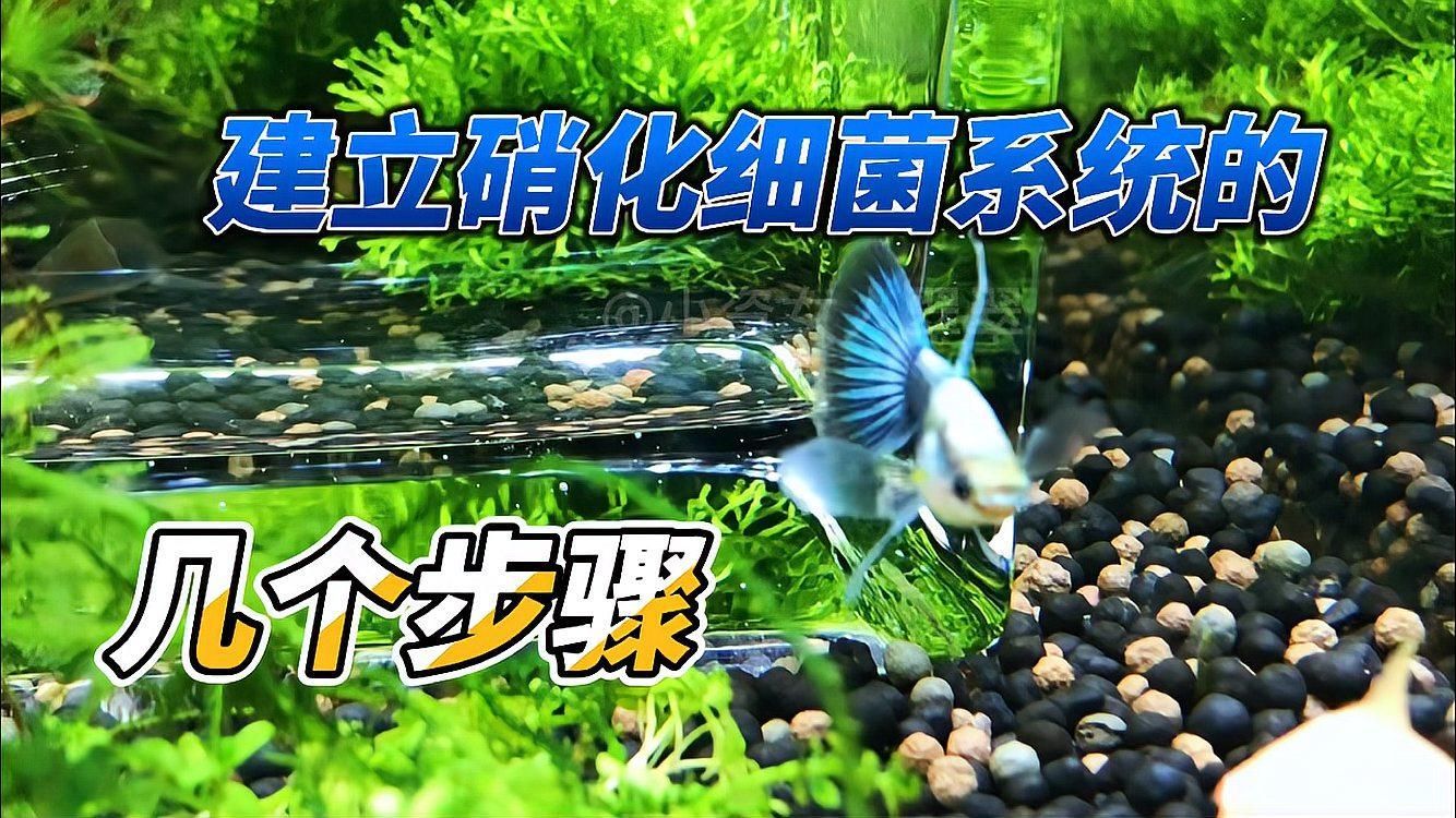 裸缸會產生硝化細菌嗎（裸缸會產生硝化細菌嗎？）