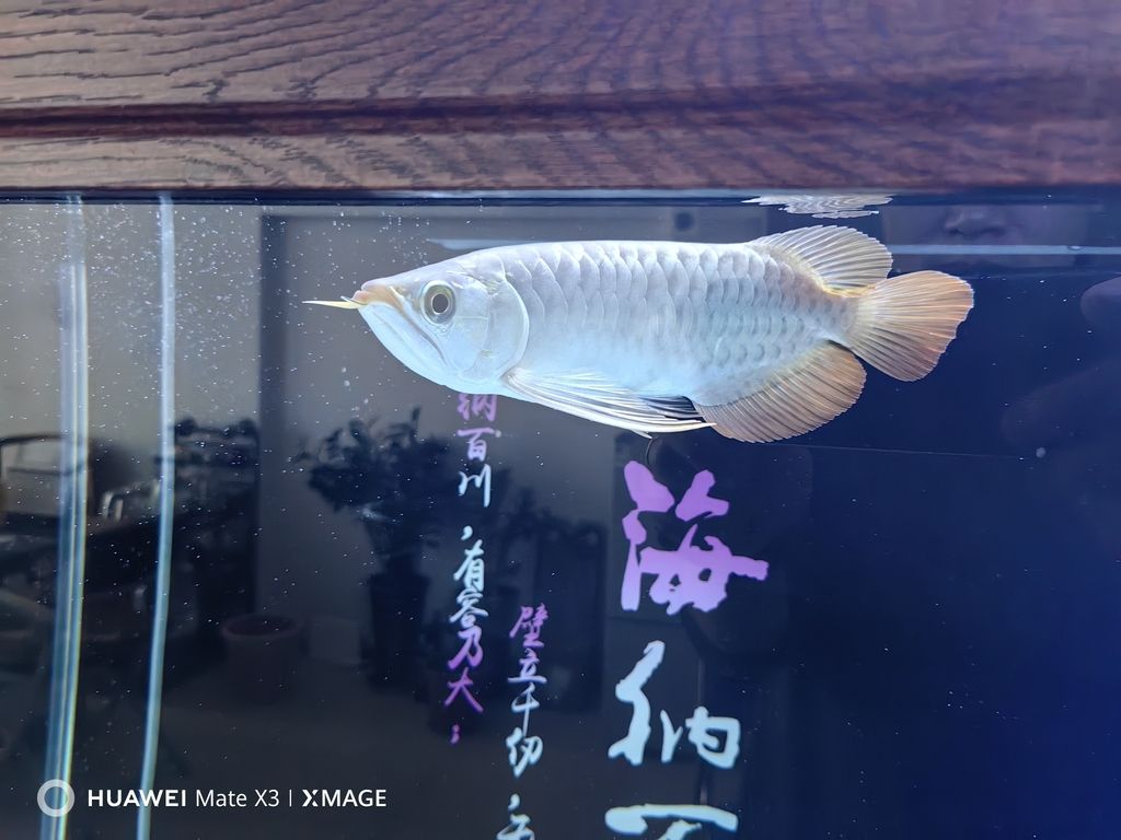 大年初二給大家拜年啦！（大年初二給大家拜年啦）