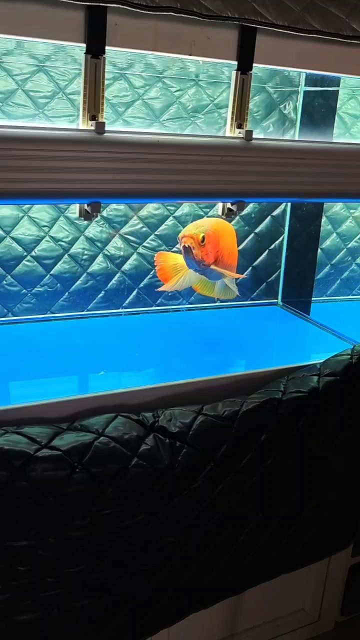 老炮（_小金龍評論：漂亮被養(yǎng)魚耽誤的建筑師）