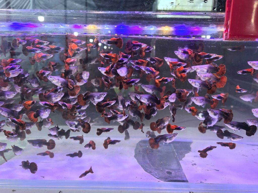 精品孔雀魚（孔雀魚是一種既美麗又容易照顧的觀賞魚，精品巴西折扇）