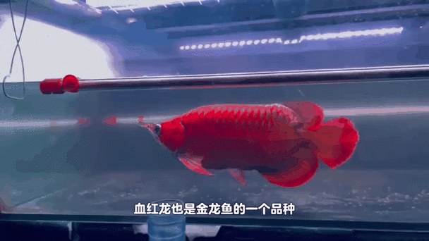有沒有紅龍魚的動態壁紙（紅龍魚動態壁紙）