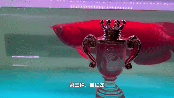 有沒有紅龍魚的動態壁紙（紅龍魚動態壁紙）