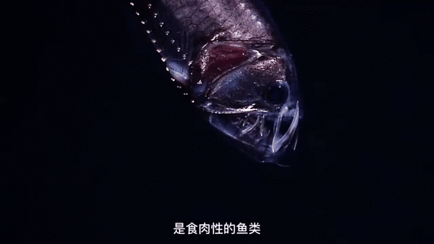 有沒有紅龍魚的動態壁紙（紅龍魚動態壁紙）