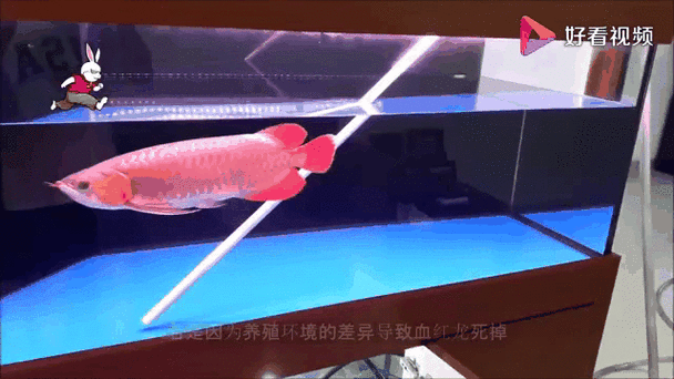有沒有紅龍魚的動態壁紙（紅龍魚動態壁紙）