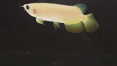 有沒有紅龍魚的動態壁紙（紅龍魚動態壁紙）