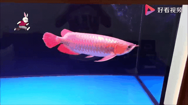 有沒有紅龍魚的動態壁紙（紅龍魚動態壁紙）