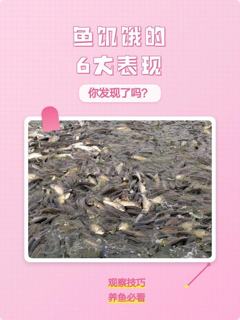 如何判斷龍魚苗是否饑餓（如何判斷龍魚苗的饑餓狀態）