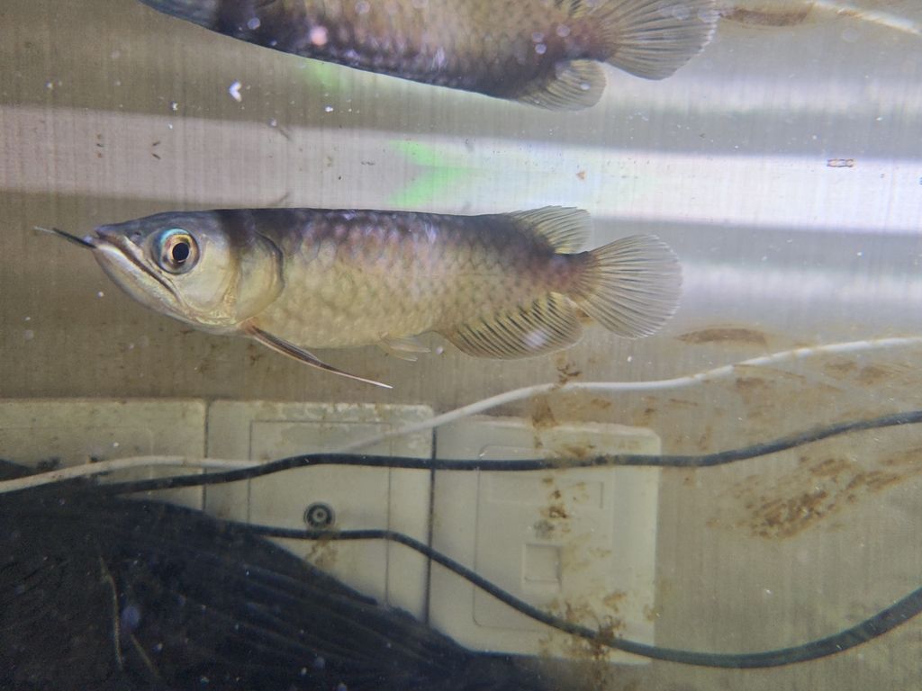 第一次記錄，時(shí)隔一個(gè)月。（關(guān)于某項(xiàng)活動(dòng)的首次記錄）