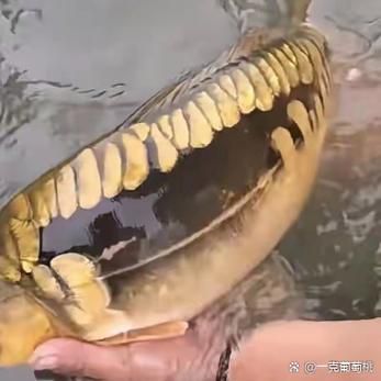 如何判斷金龍魚是否恢復（如何判斷金龍魚是否恢復的關鍵因素）