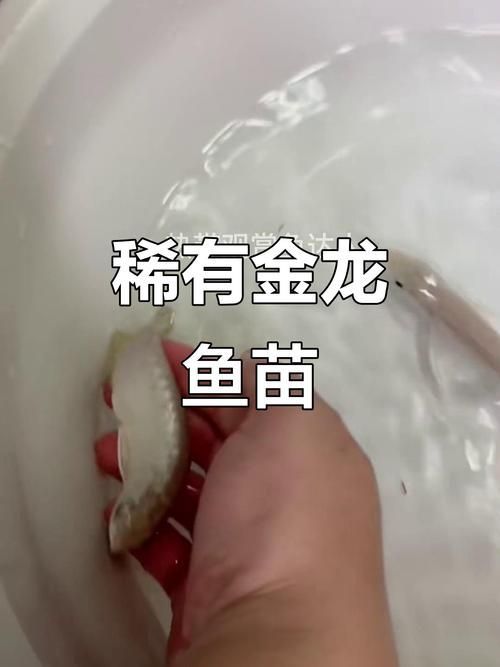 金頭過背金龍魚繁殖技巧（金頭過背金龍魚繁殖技巧詳解）
