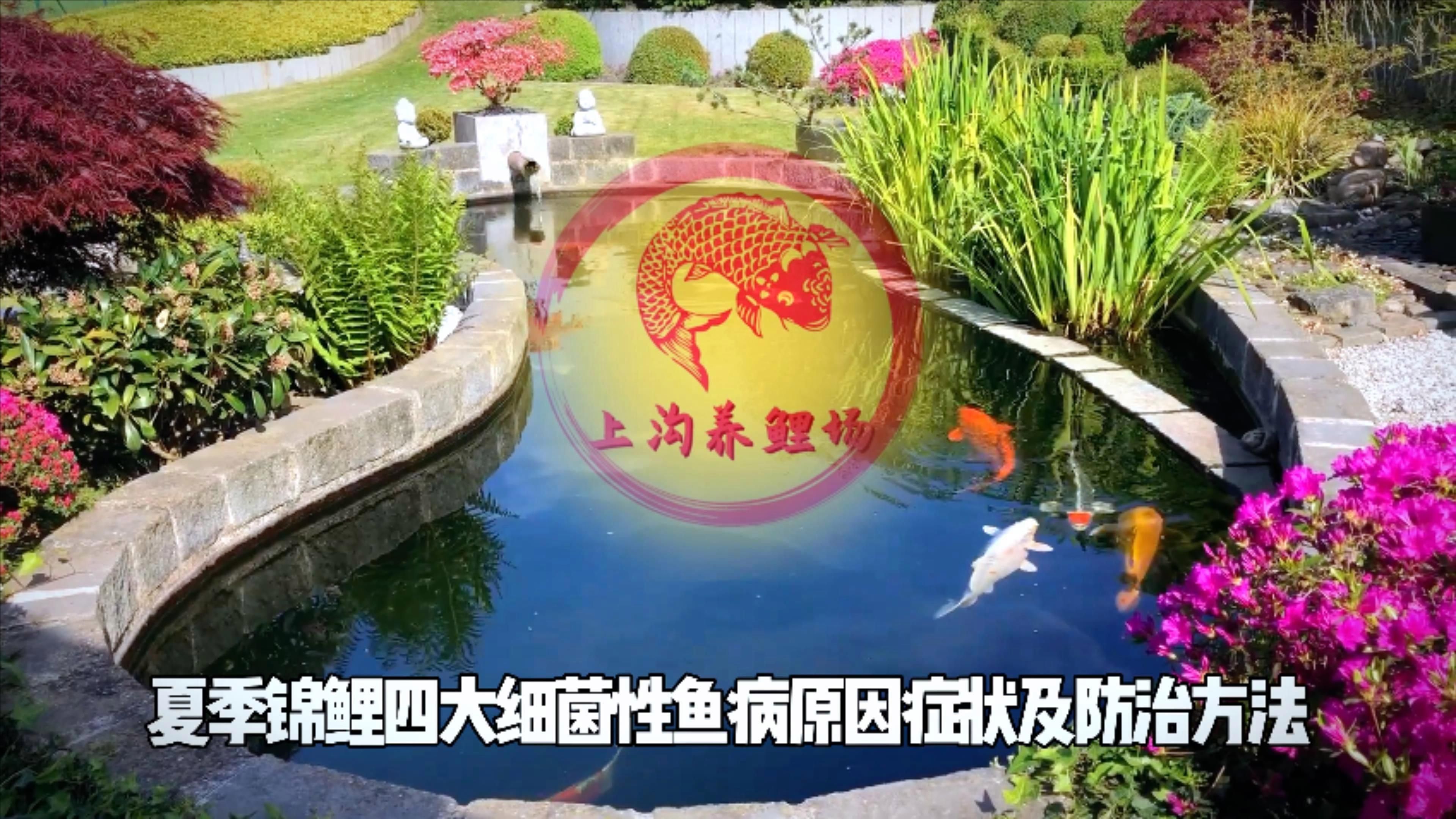 魚類細菌性疾病有哪些（夏季錦鯉四大細菌性疾病介紹）