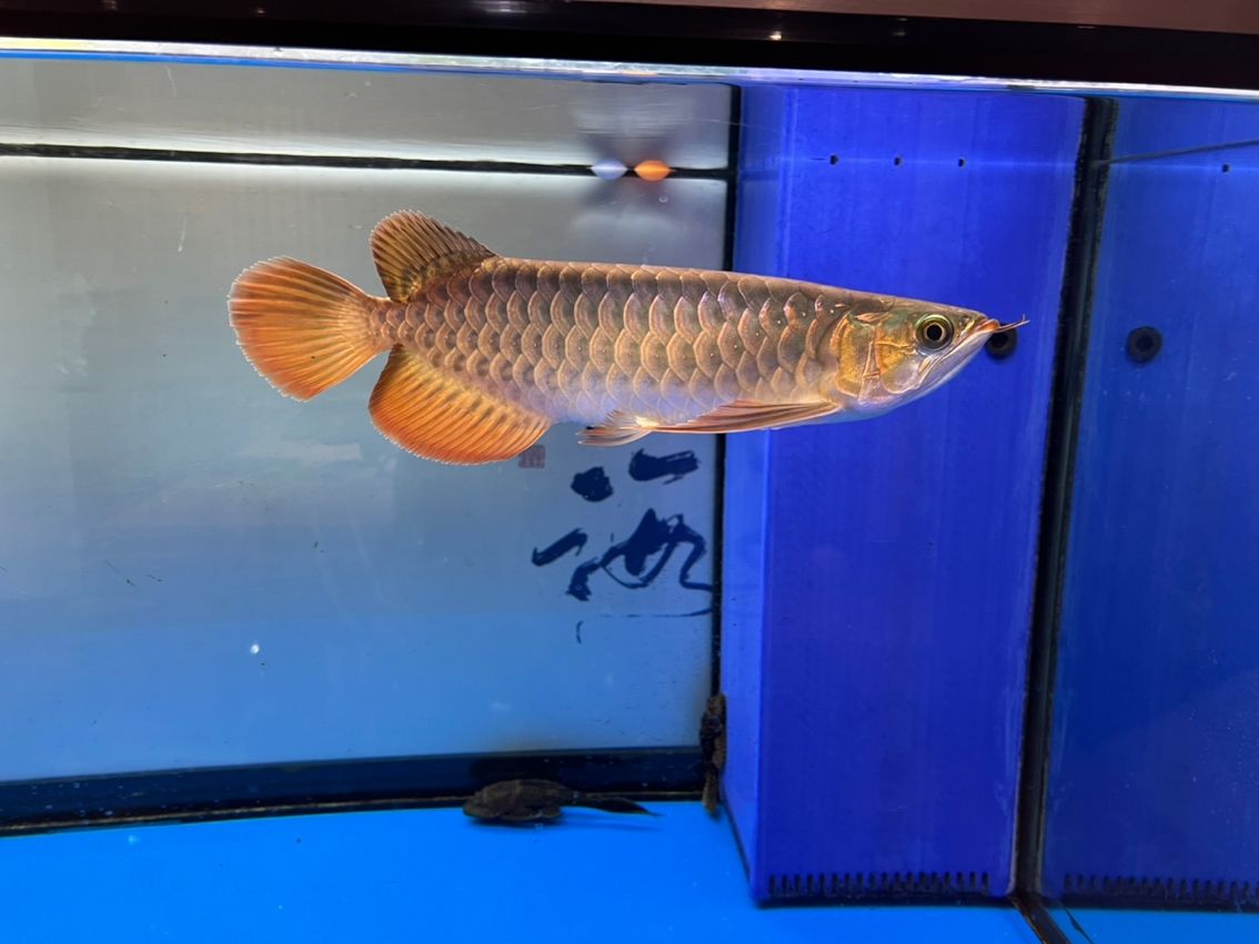 新年快樂，龍馬精神?。ㄐ履昕鞓俘堮R精神）