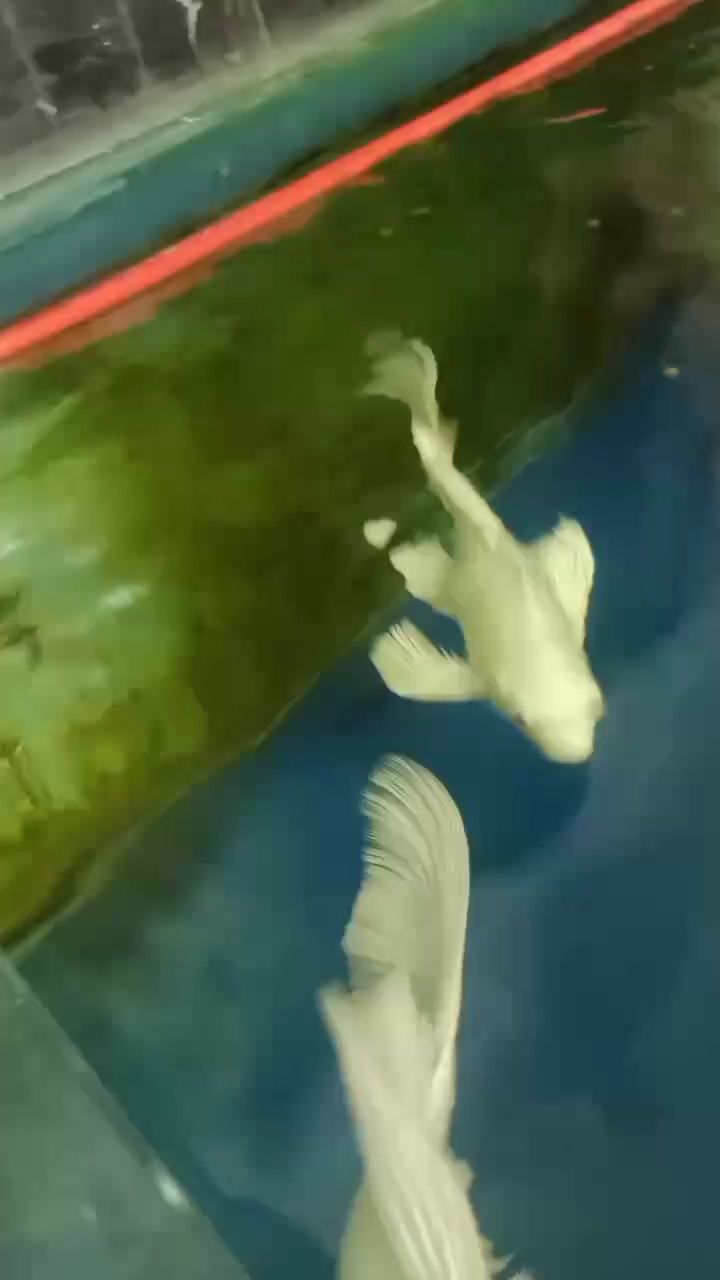 水溫26 可以開喂了（水溫26可以開喂了） 水溫26 可以開喂了（水溫26可以開喂了） 龍魚論壇