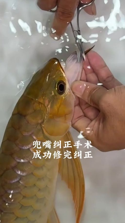 龍魚鱗片潰爛手術風險大嗎（關于龍魚鱗片潰爛手術）