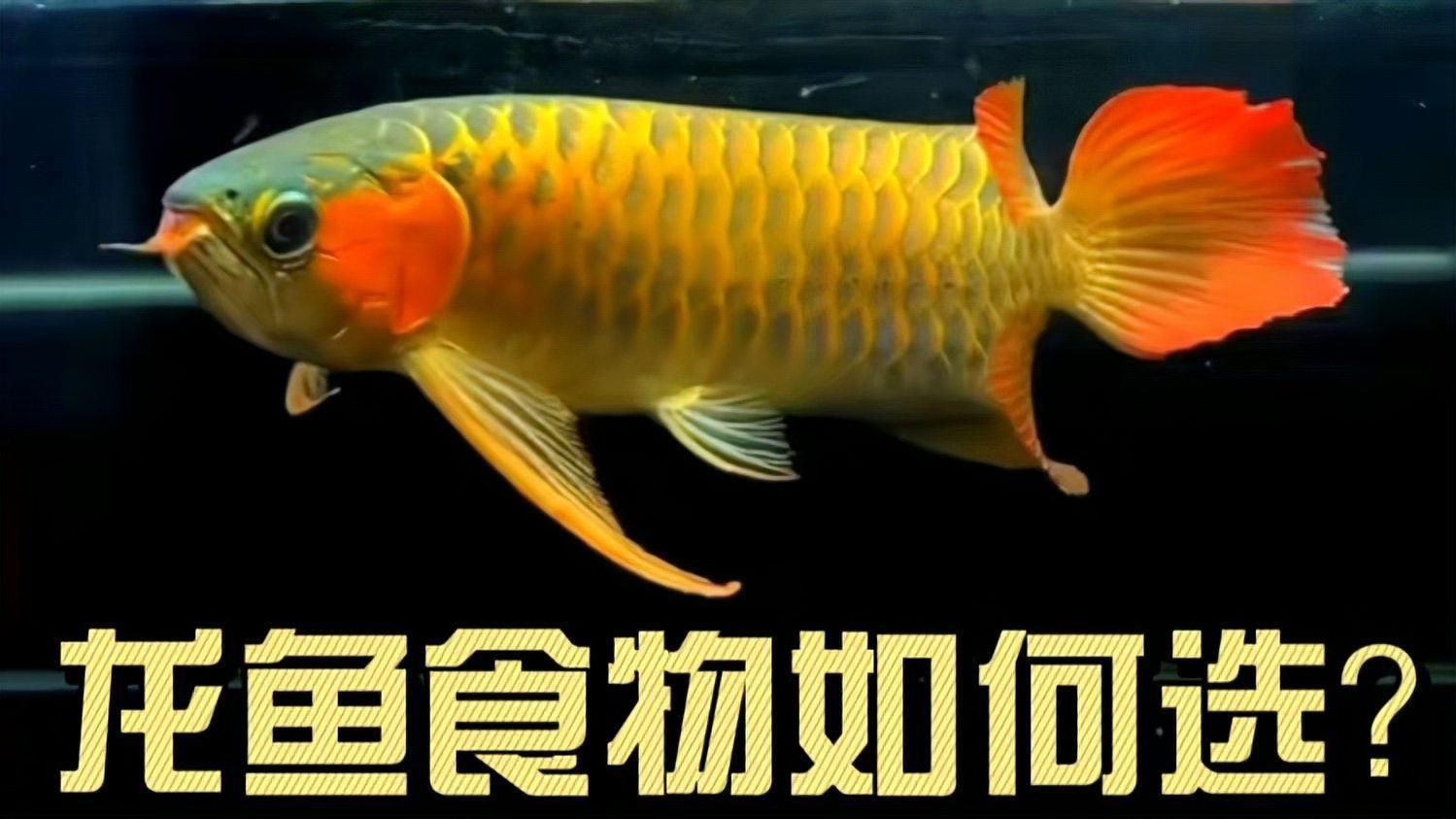 哪些食物有助于龍魚鰭條恢復（龍魚鰭條恢復期喂食計劃）