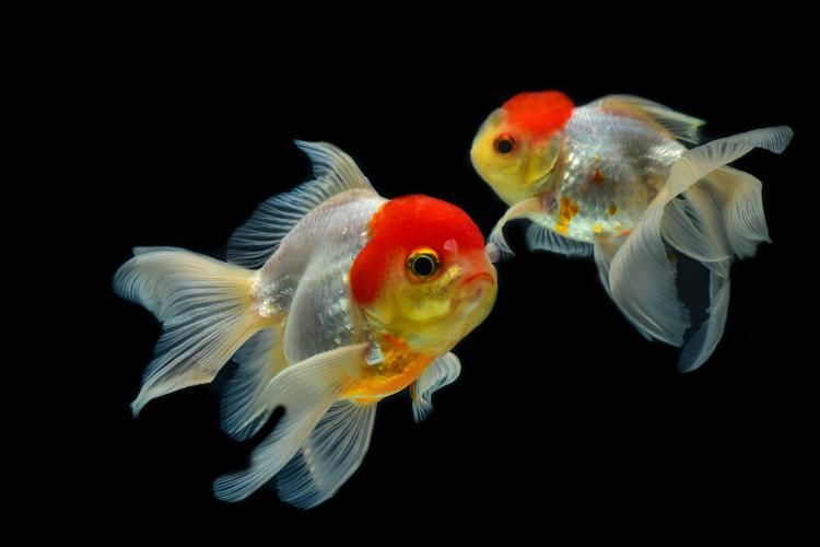 給我一些金魚的高清大圖（金魚品種的高清圖鑒清單，給我一些金魚的高清動態圖）