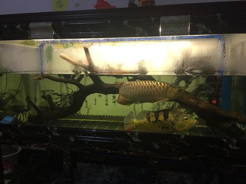 黑鱗龍魚最害怕三個地方（黑鱗龍魚受到驚嚇怎么辦）