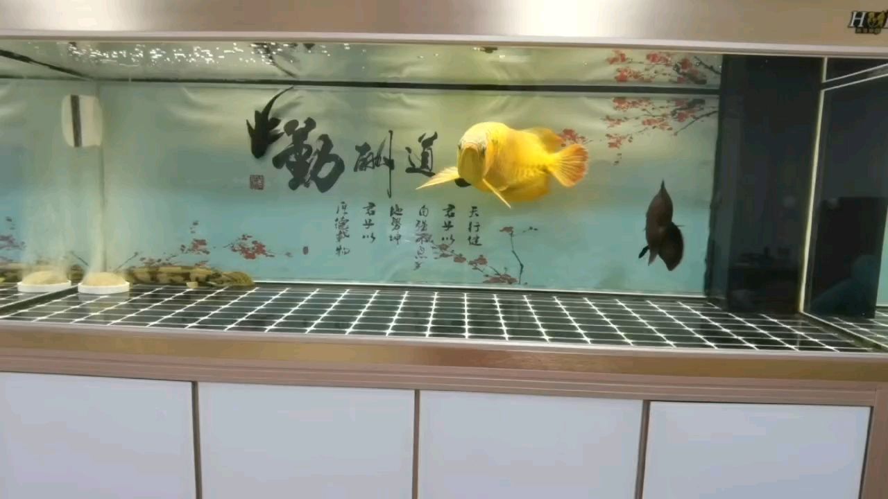 ??年吉祥！??上發財！??到成功！（年吉祥到成功，小伙不帥_人見人愛評論）