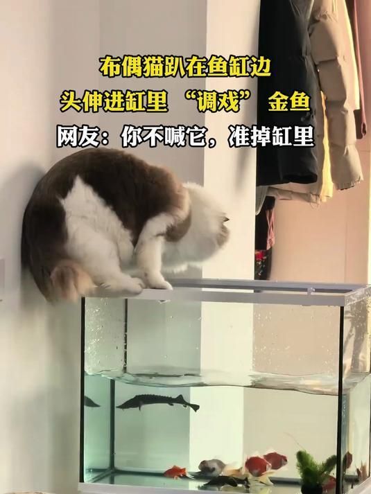 如何判斷貓是否適應了魚缸（如何判斷貓咪是否適應了魚缸）