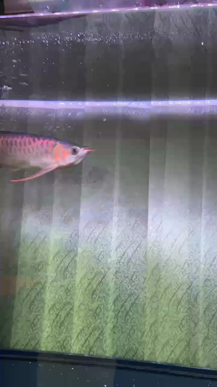 龍吟（玖璃玹玥評論：我魚世界只差一個你評論）