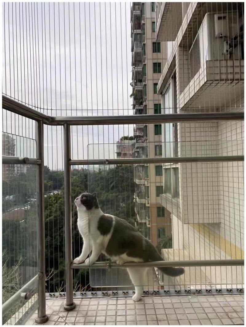 如何確保龍貓和貓的安全（如何確保龍貓和貓的安全，龍貓和貓的安全風險及防護措施） 如何確保龍貓和貓的安全（如何確保龍貓和貓的安全，龍貓和貓的安全風險及防護措施） 龍魚百科 第11張