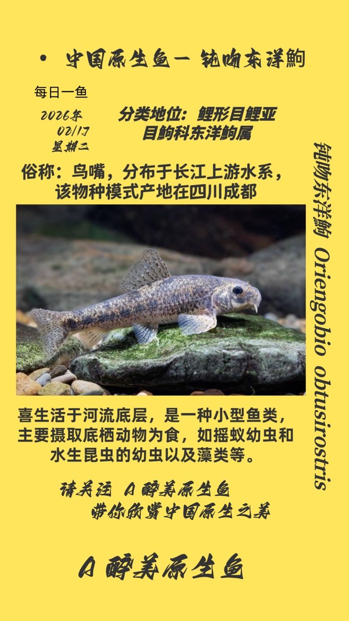 鈍吻東洋鮈（鈍吻東洋[需手動填充]在生態(tài)系統(tǒng)中的作用）