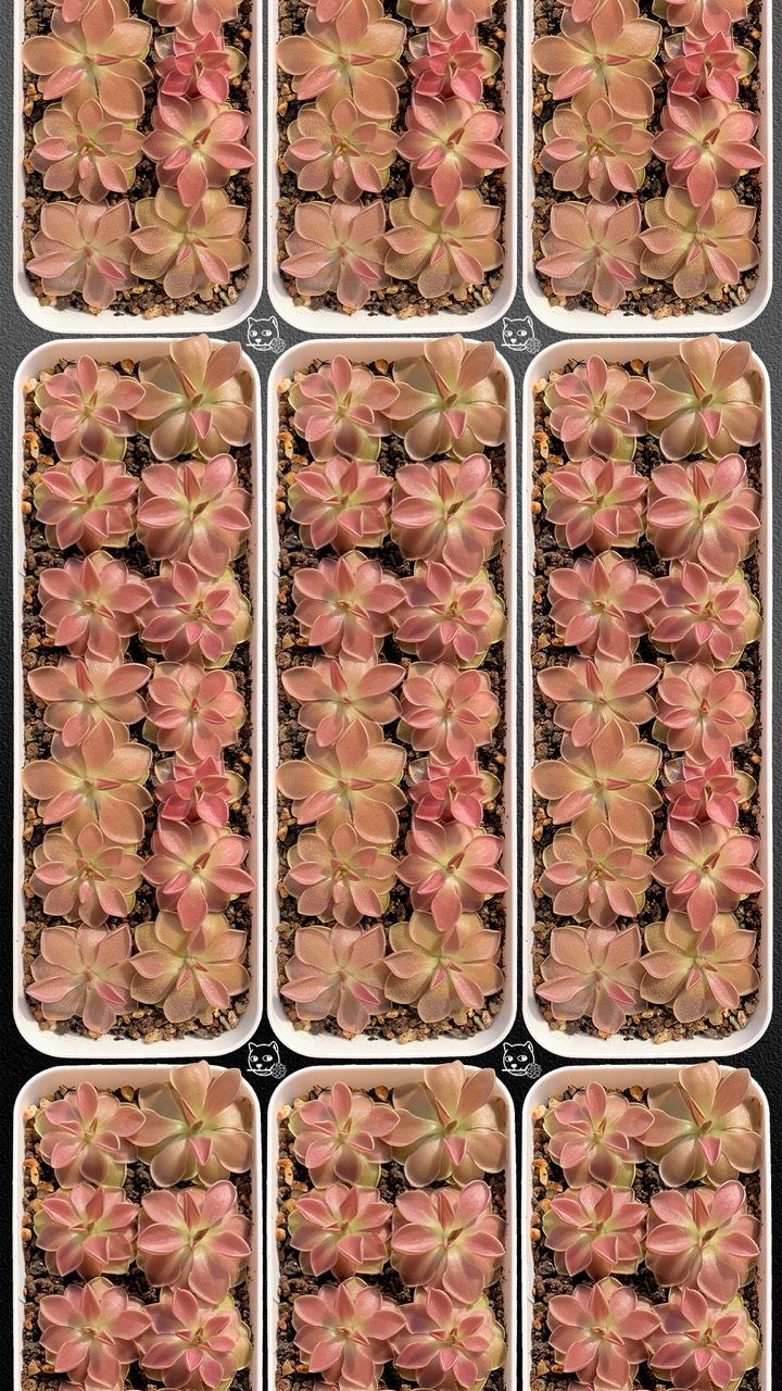 大年初一，祝?花友們，鴻運當頭，繼續紅紅（大年初一[需手動填充]花友們，鴻運當頭，繼續紅紅）
