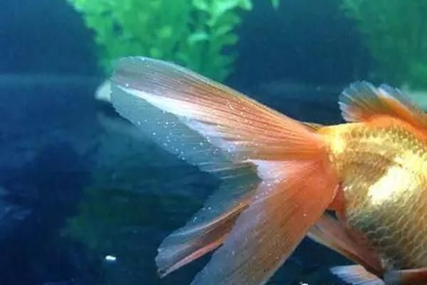 金龍魚寄生蟲感染有哪些癥狀（金龍魚寄生蟲感染的癥狀） 金龍魚寄生蟲感染有哪些癥狀（金龍魚寄生蟲感染的癥狀） 龍魚百科 第12張