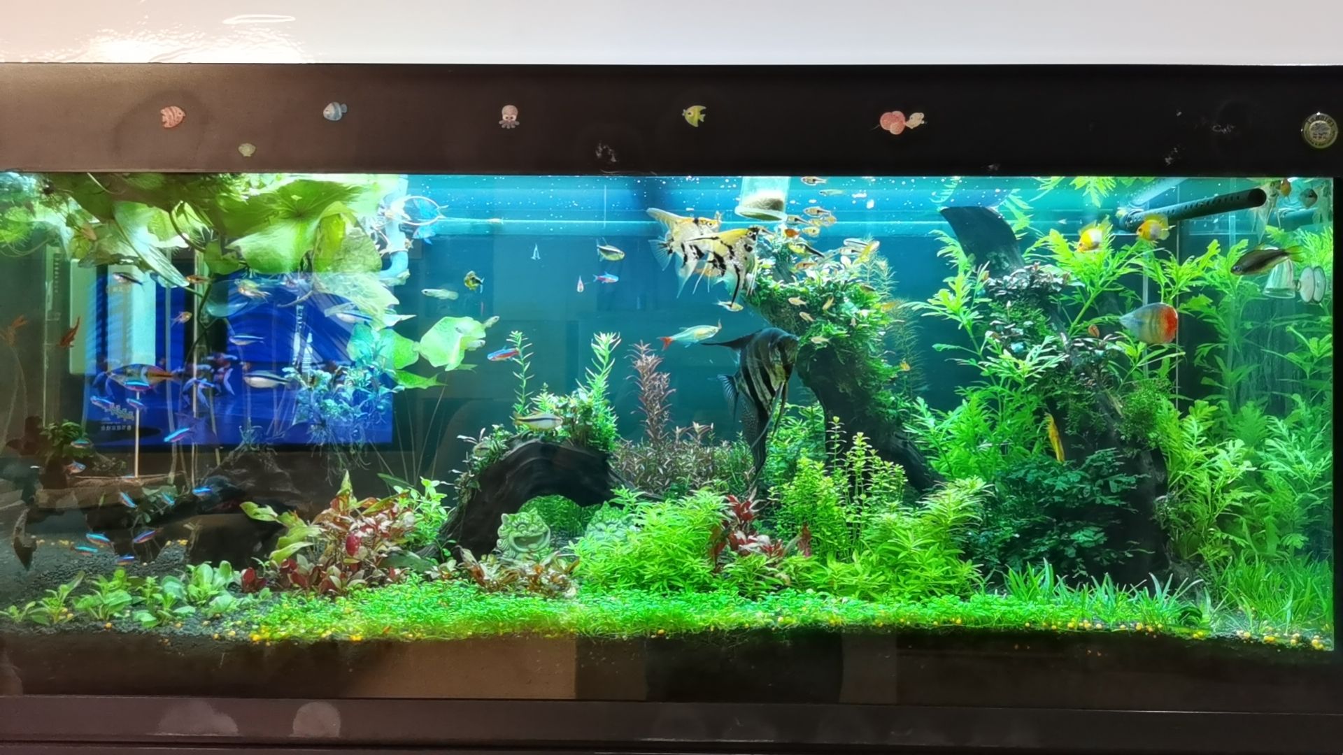 新春快樂！曬曬魚缸（新春快樂——曬出我們的魚缸）