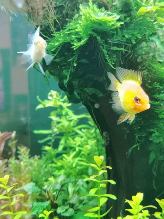 新春快樂！曬曬魚缸（新春快樂——曬出我們的魚缸）