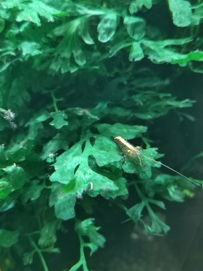 新春快樂！曬曬魚缸（新春快樂——曬出我們的魚缸）