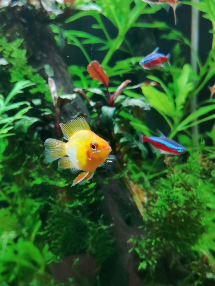 新春快樂！曬曬魚缸（新春快樂——曬出我們的魚缸）